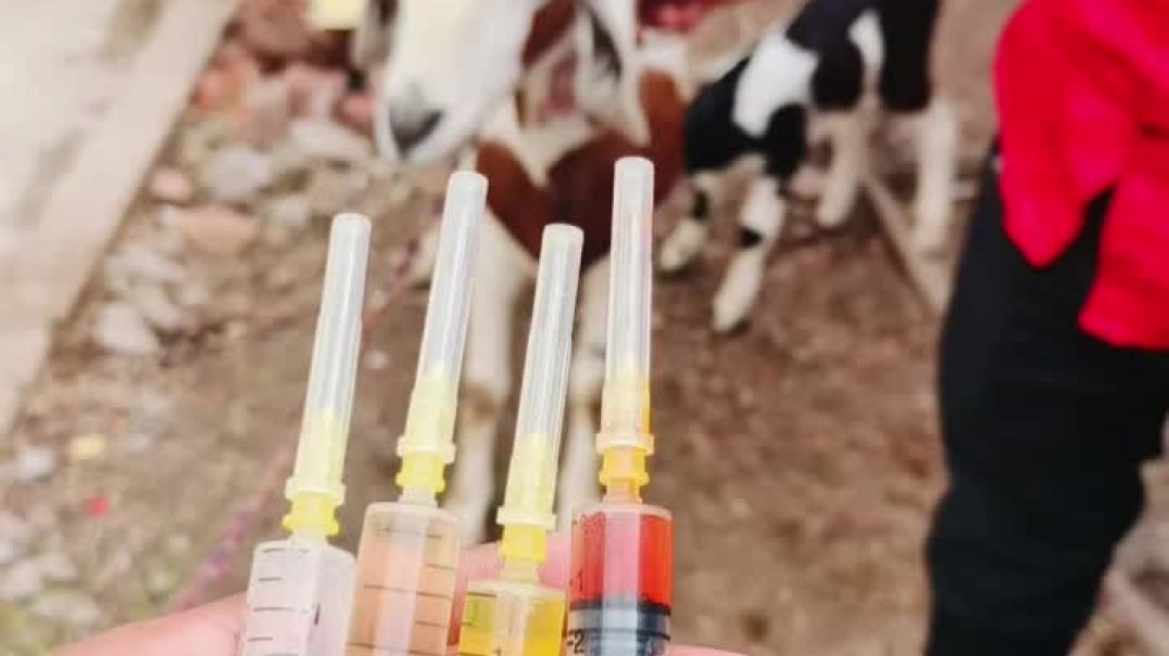 ⁣Veriternary doctor @vishu2607