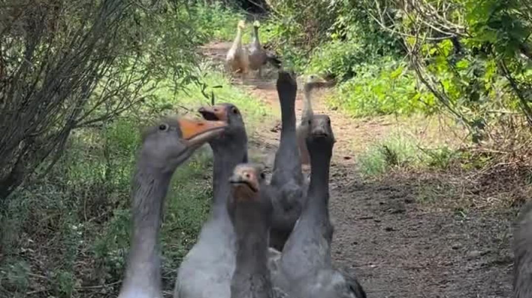 #Қаз#Қаздан қашып жүрген сары томпиым🥰❤️