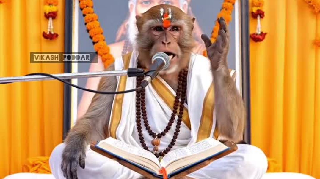 ⁣Monkey funny viral videos on YouTube