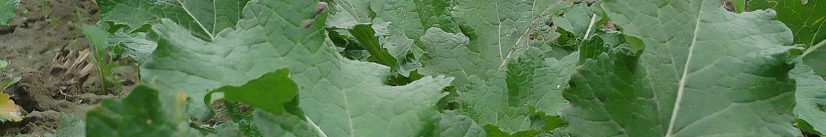 Harishchand Harishchand