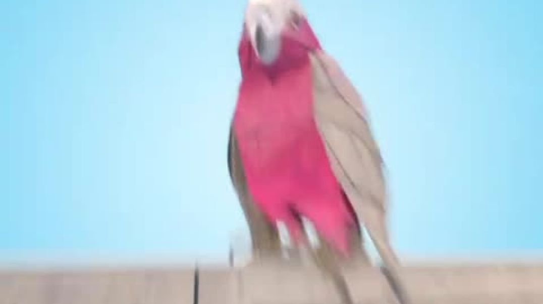 ⁣जंगली पक्षी गाली देना कैसे सीखते हैं 😮