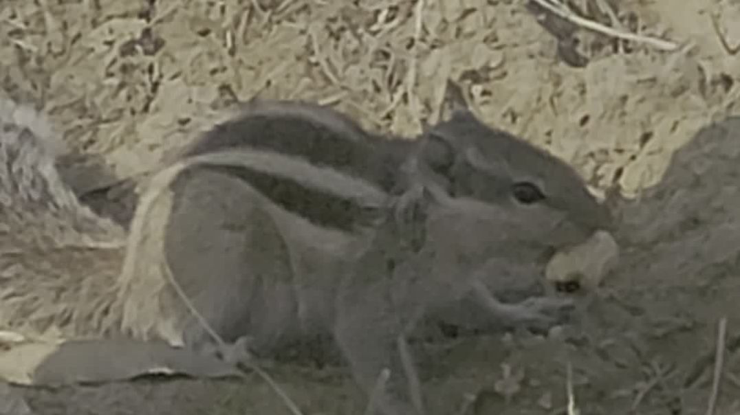 Gilhari kitne shauk se mungfali khati