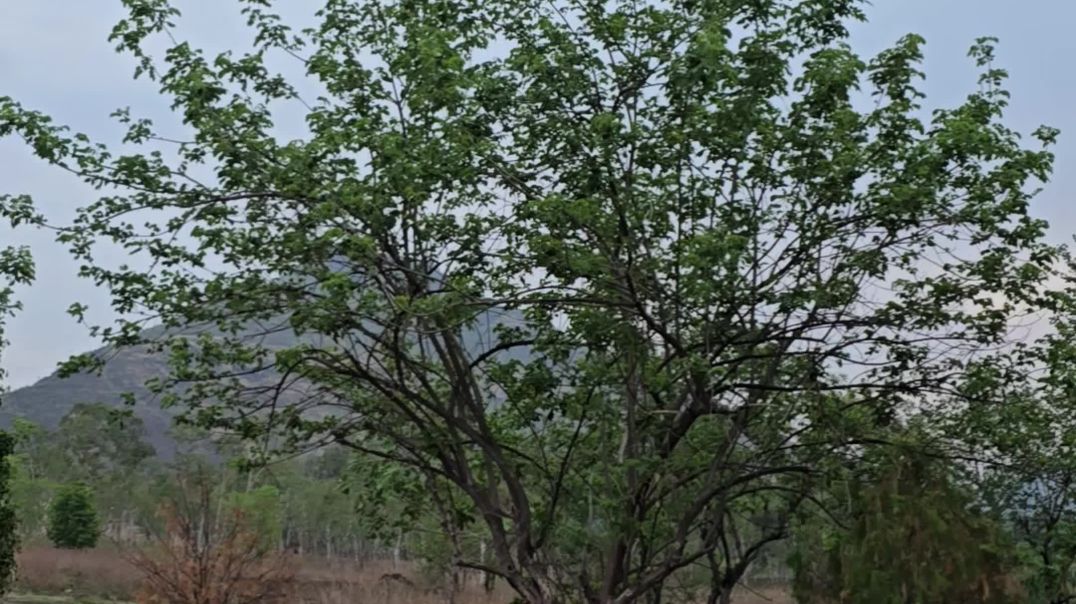 ⁣भवानी माता मंदिर आसले, Apna Tube Famous Viral