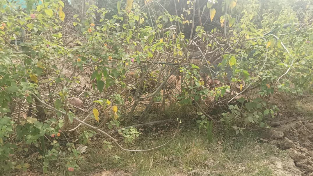 ⁣क्या Atoplay channel rasing star पहुंचने से monetize हो जाता है 2025