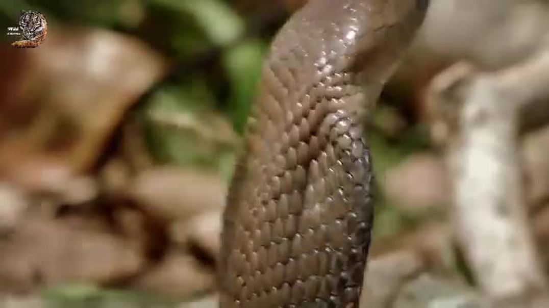 ⁣सांप का है कातिलहथियार