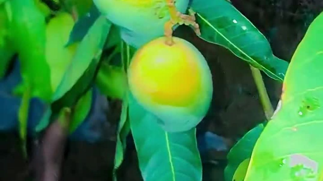 ⁣Agriculture sector in Indian economy #gardaning #nature #vlog #garden #viralvideo