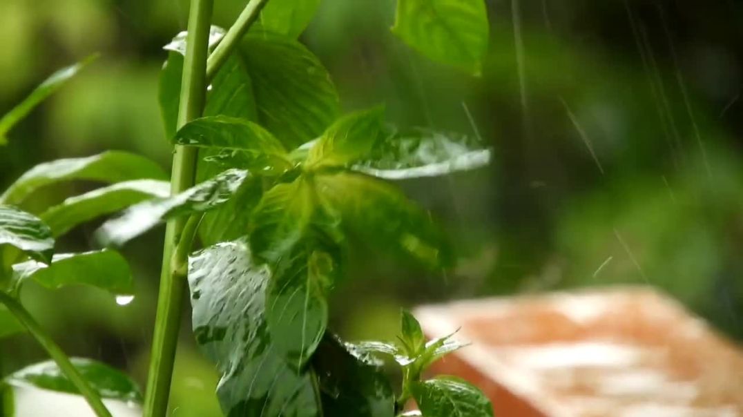 ⁣Rain sounds, Relaxing music,relaxing sleep music