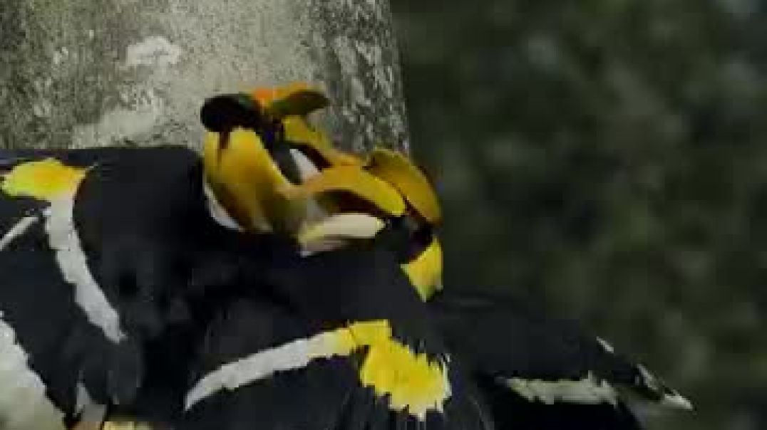 Homebuilding before the rains 🪶💛 A hardworking hornbill pair prepares their nest, embracing na