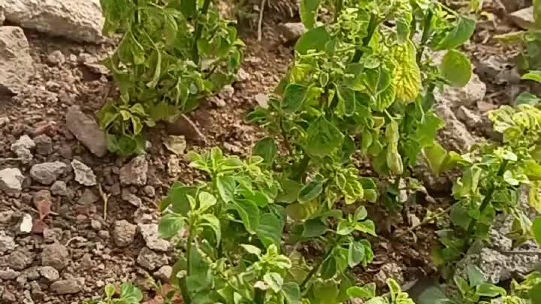 ⁣Gardening my lovely garden #trendinggarden #viral