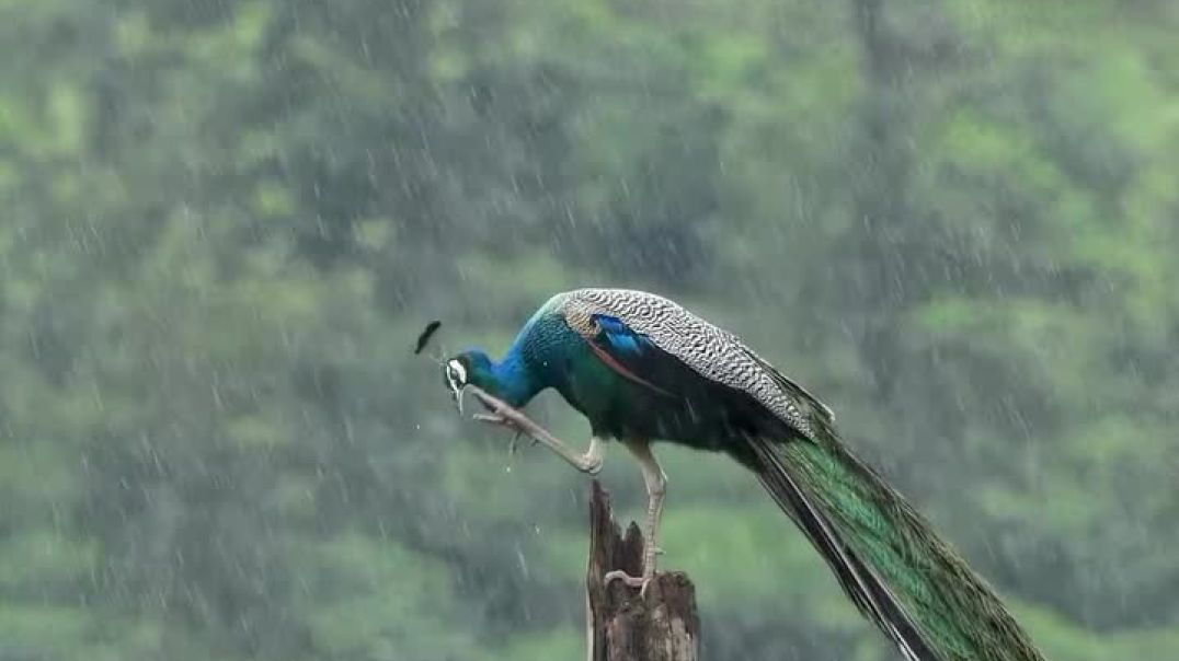 “Nature’s rainbow on a rainy day