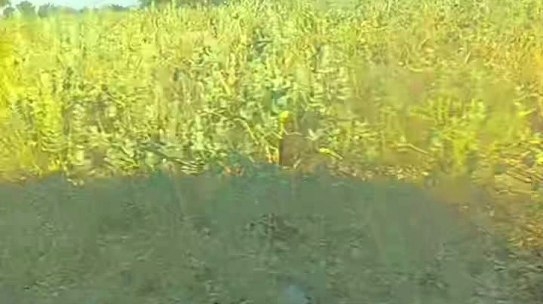 VID_20251211_031424_640