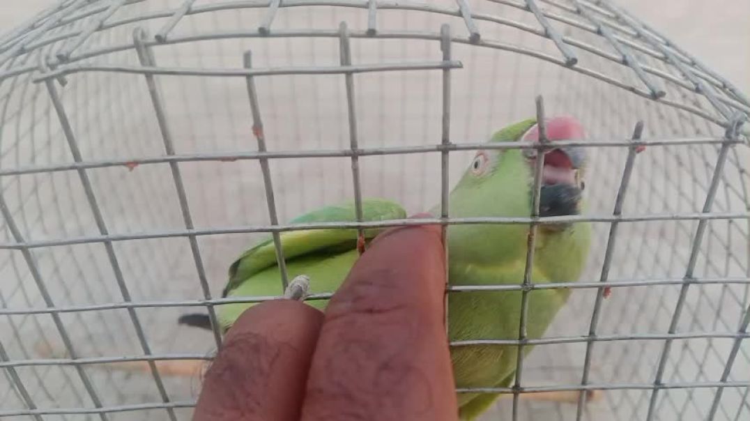 ⁣parrot 🦜 sound machine 😁😁#comedy #funny #short #trending