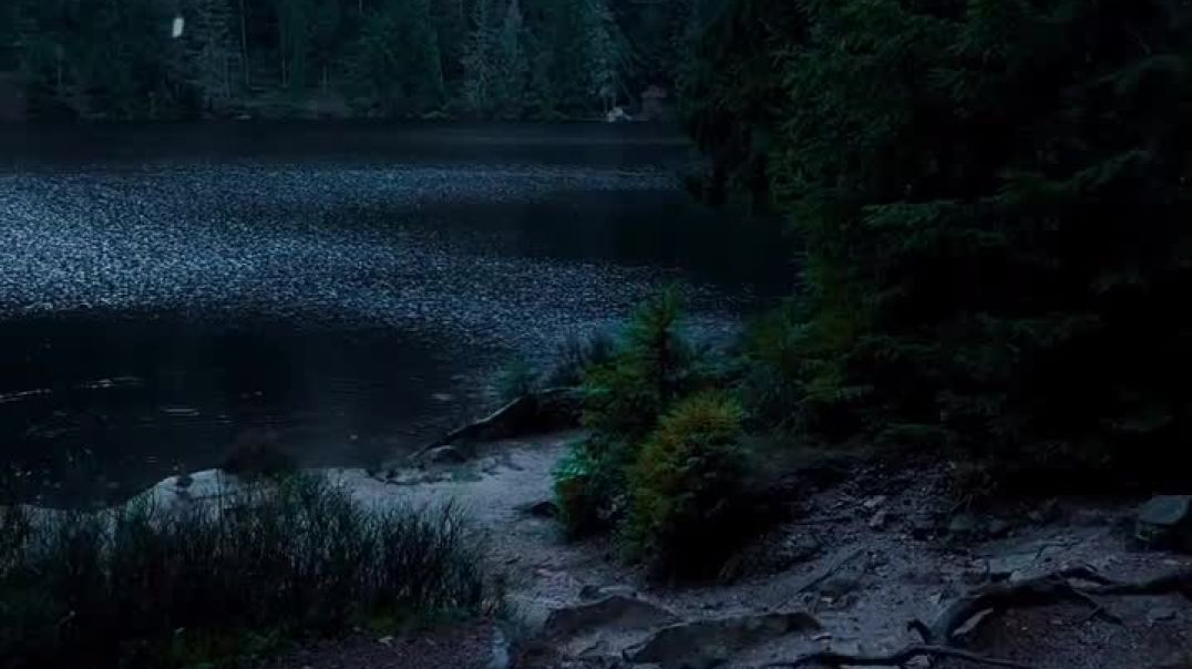 Rainy_Forest🌲_#naturephotography_#darkaesthetic_#aesthetic_#rain_#forest_#twilight_#mistyforest_#moo