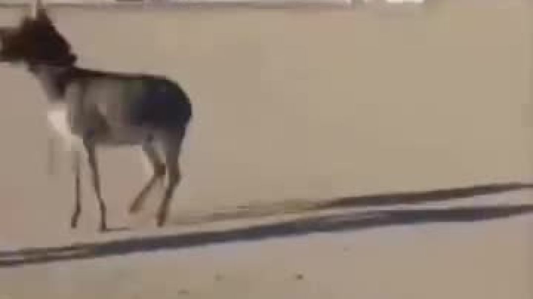 ⁣Pakistani mejar donkesh