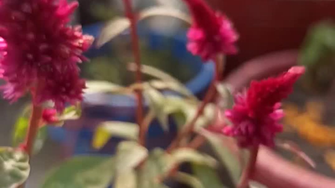 ⁣Lovely Garden #gardning #garden #trending #viralgarden gardening video