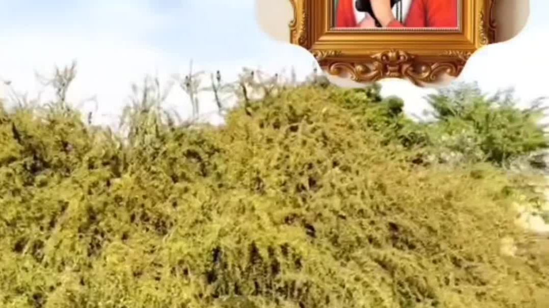 VID_20251217_195647_268