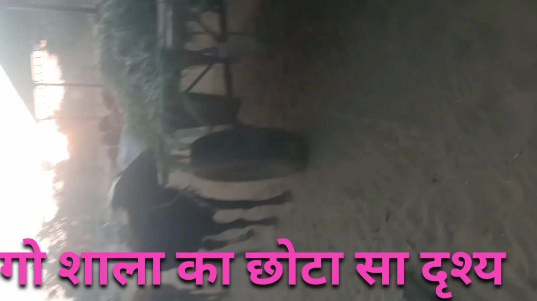 ⁣गांव में गौशाला