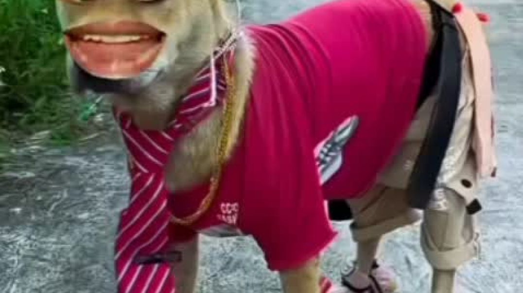 ⁣viral funny video 2025