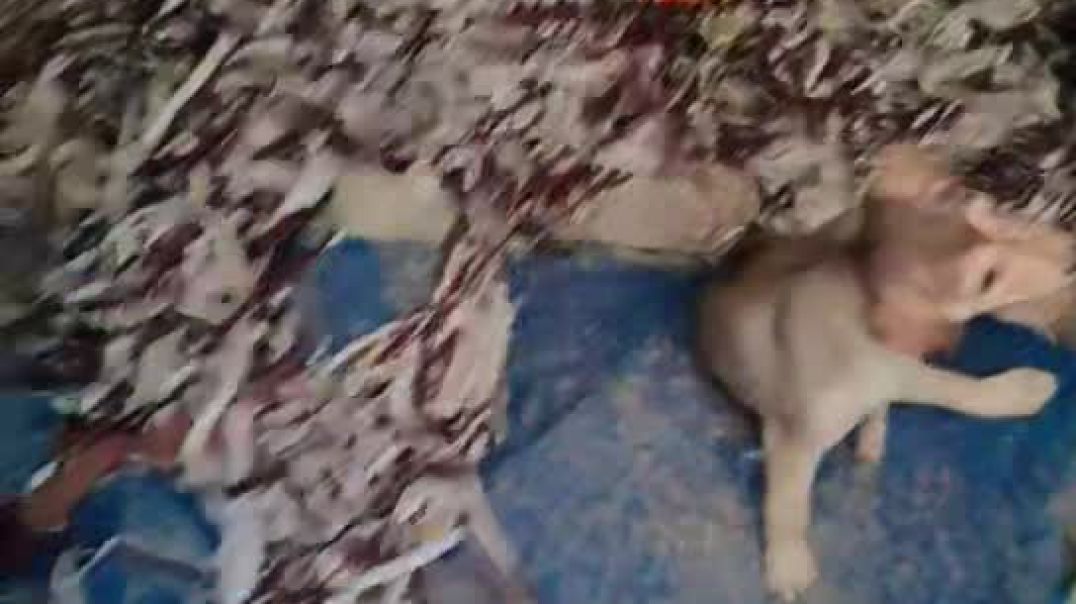 ⁣इन मासूमों की क्या गलती है