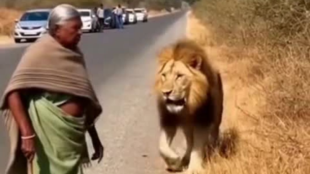 ⁣जंगल का राजा भी दादी के आगे बच्चा निकला 😱🦁