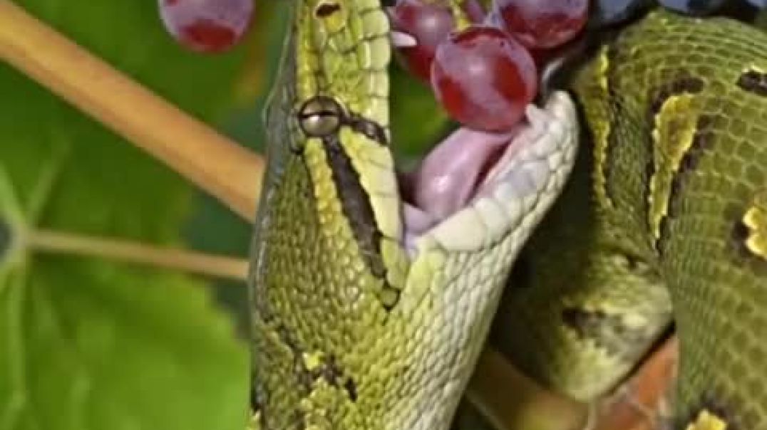 ⁣snake grapes eating