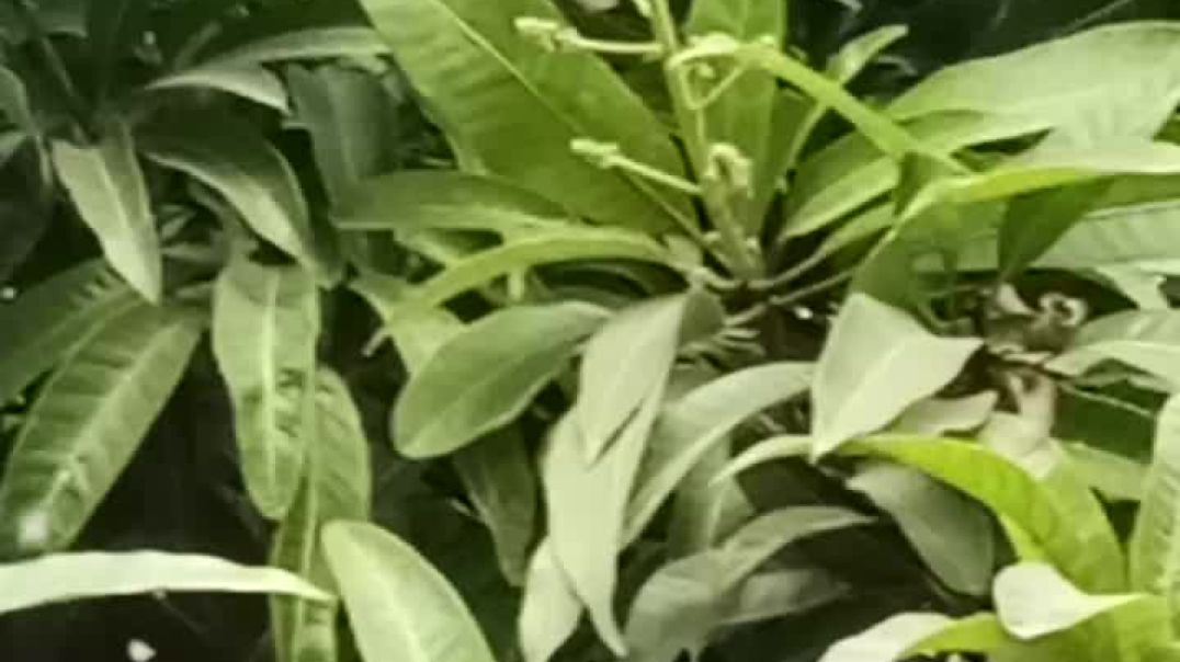 video_20251213_073055