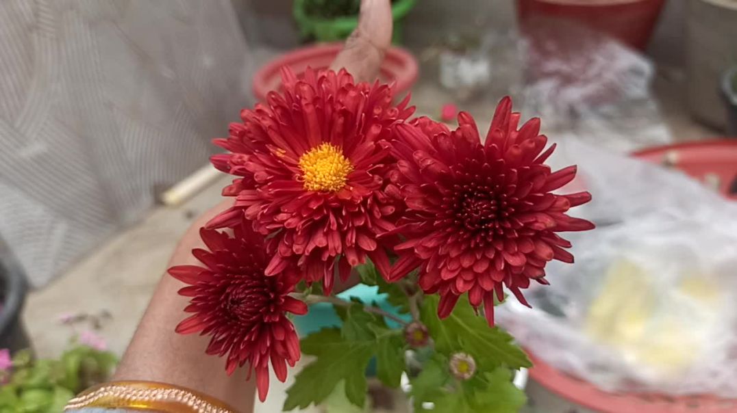 ⁣#garden My lovely Garden #trending