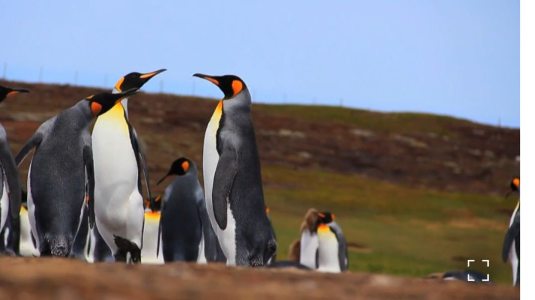 ⁣nature video ll wildlife love ll shortsvideo #apnatube#RajuDa