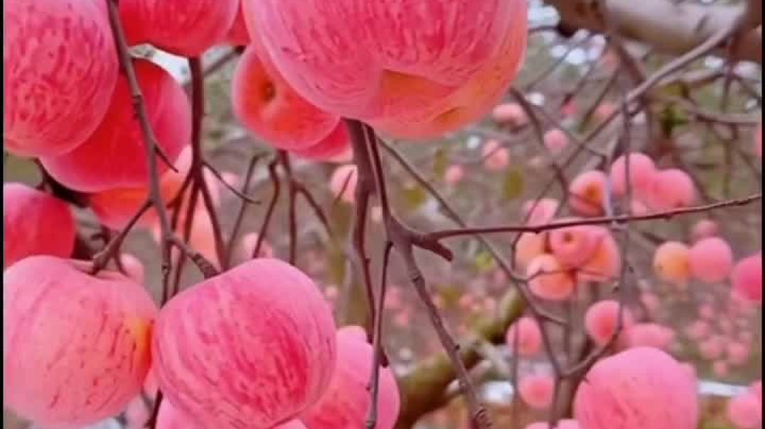 ⁣Apple 🍎🍎🍎🍎🍎🍎🌲🌲