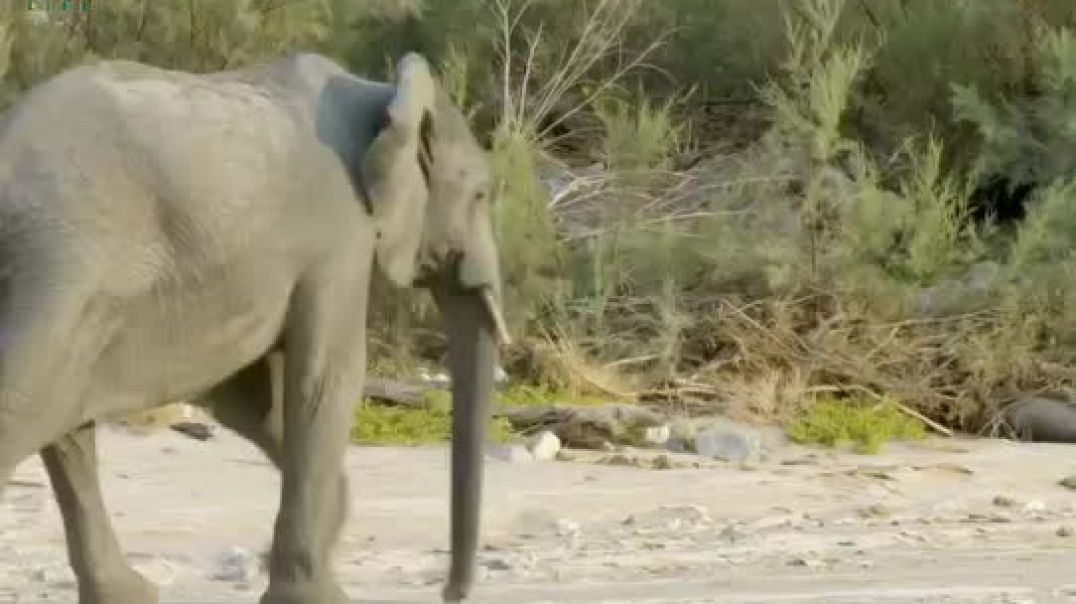 ⁣रेगिस्तान के हाथी जंगली जानवरों की असली दुनिया | Wildlife Animals Video in Hindi | Jungle Safari &am