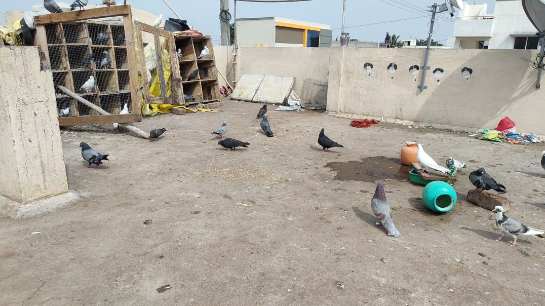 ⁣Hamare pyare kabutar 👈