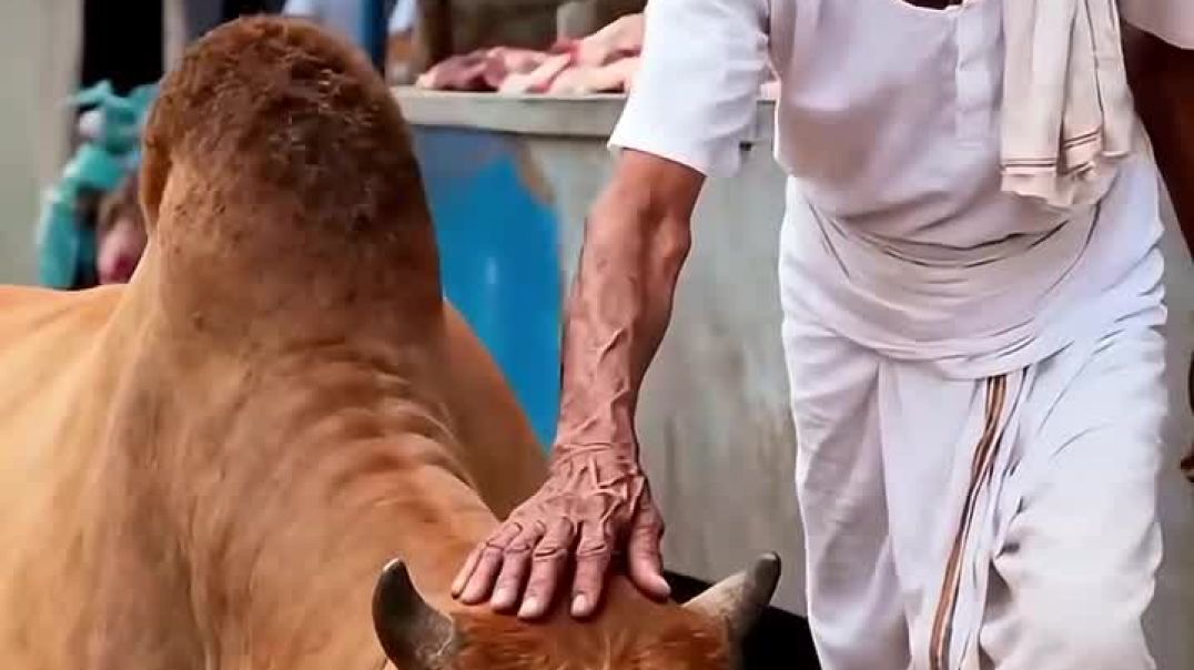 ⁣sad cow story 😭