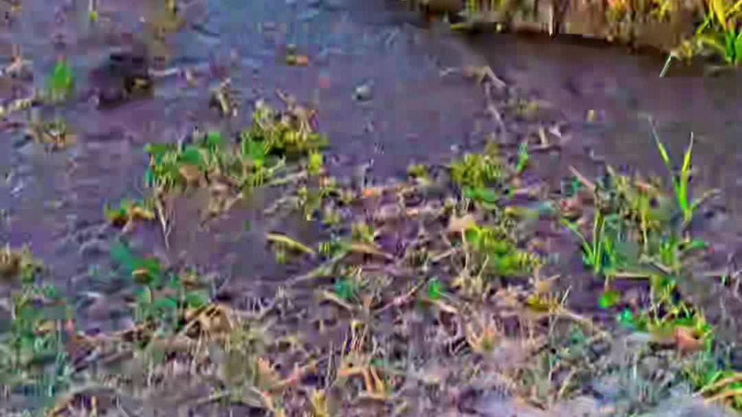 ⁣Hamare yahan gehun ki kheti