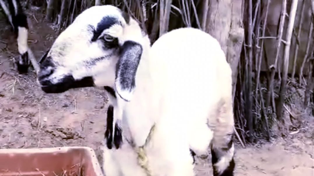 ⁣Nellore jodipi sheep farming odisha