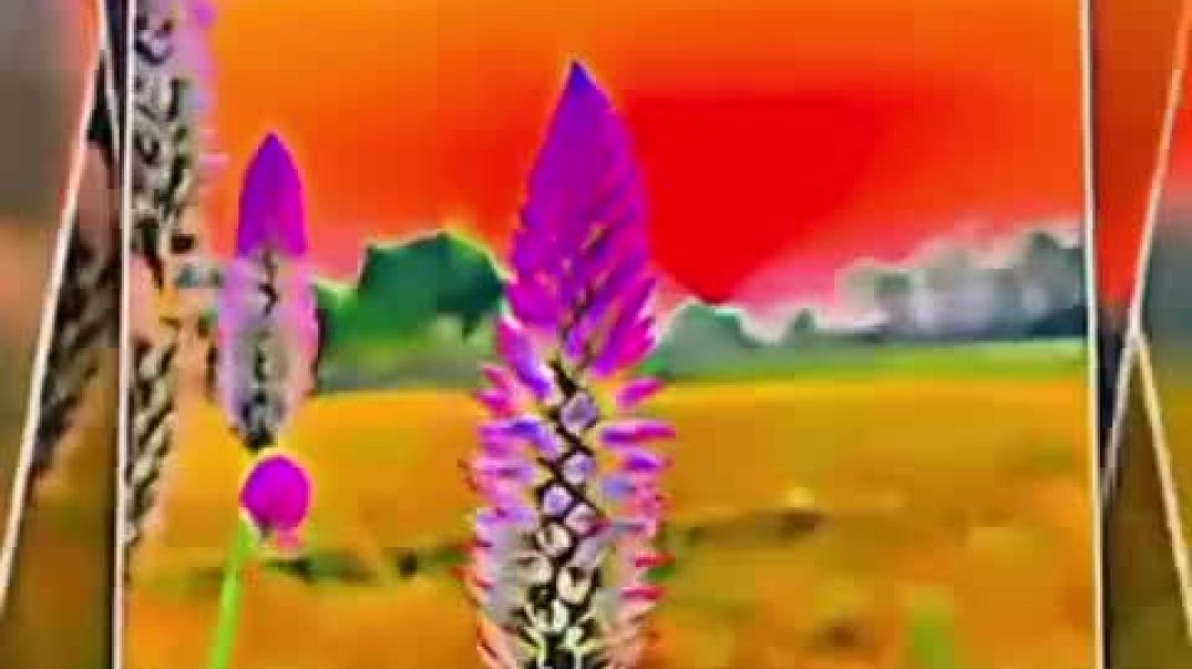 VID_20251208_174545_335