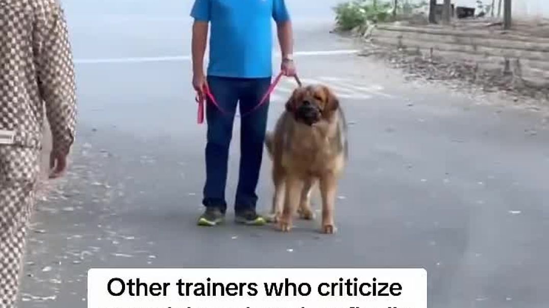 How_Force_Free_Trainers_Act_Around_Dogs_That_Actually_Need_Help