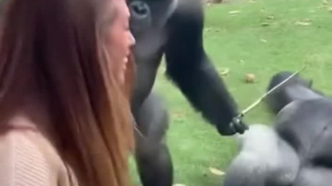 ⁣Silverback Falls for American Girl 😍🦍 - But Female Gorilla Teaches Him a Lesson! 😂🔥A hilario