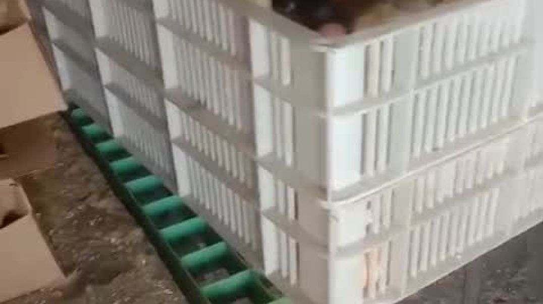 ⁣VID-20251124-WA0005