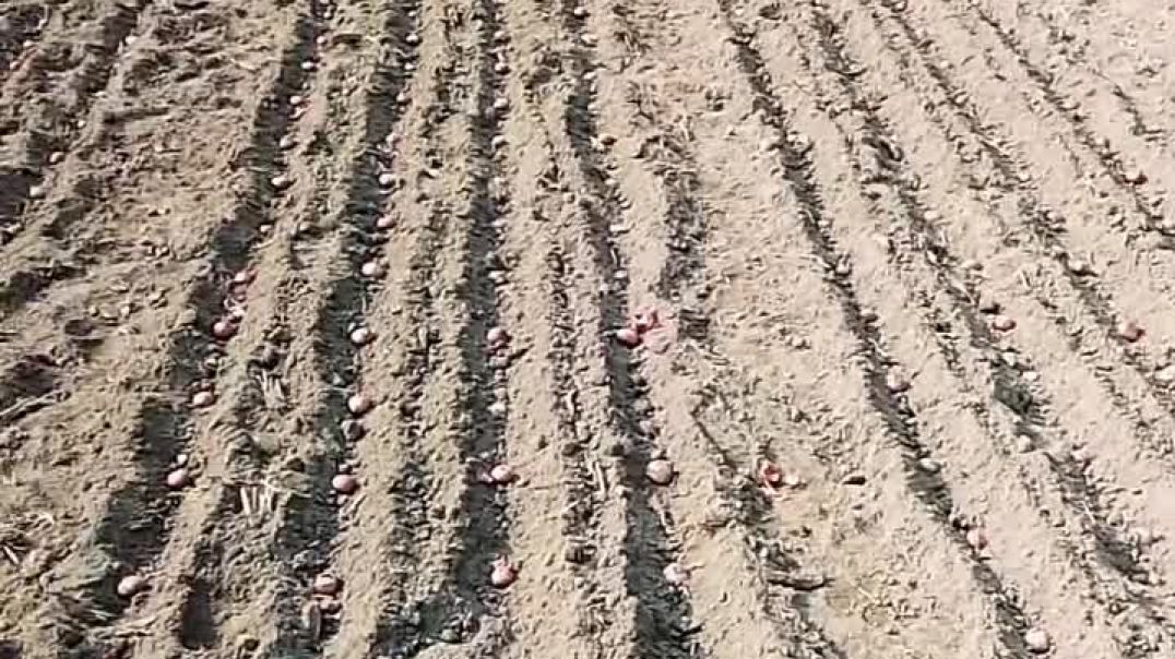 এই বার কে কত খান পেঁয়াজের বীজ লাগালেন__ _How much onion seed did everyone plant this time__ _