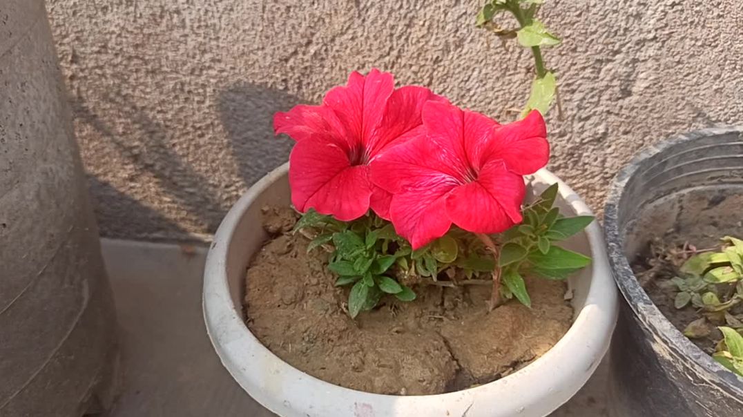 ⁣#Petunieflower #gardning #Plantcaretips #trending