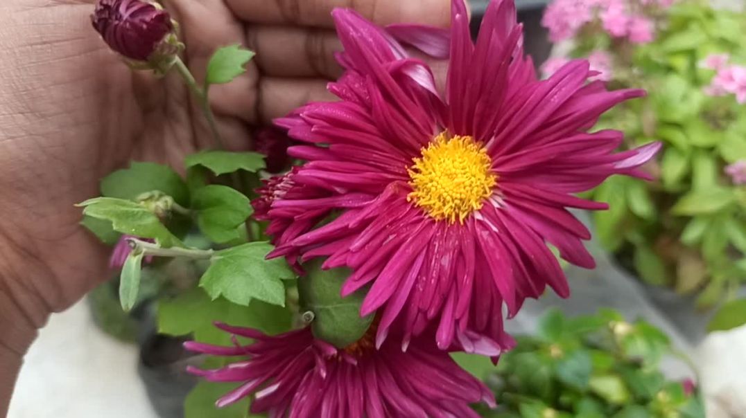 ⁣#guldaudiflower #lovelygarden #minigarden gardening tips garden video