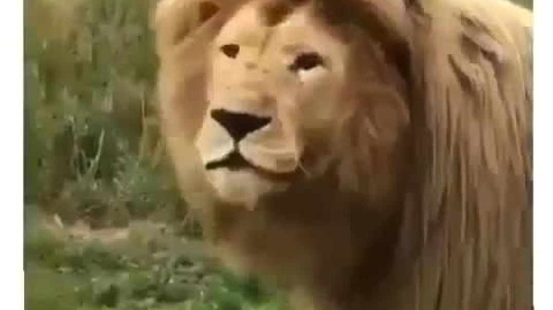 What_an_amazing_voice!_😮_Do_yous_agree__😄_Hilariously_funny_video_of_a_lion_singing