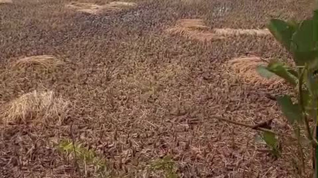 ⁣VID-20251122-WA0009