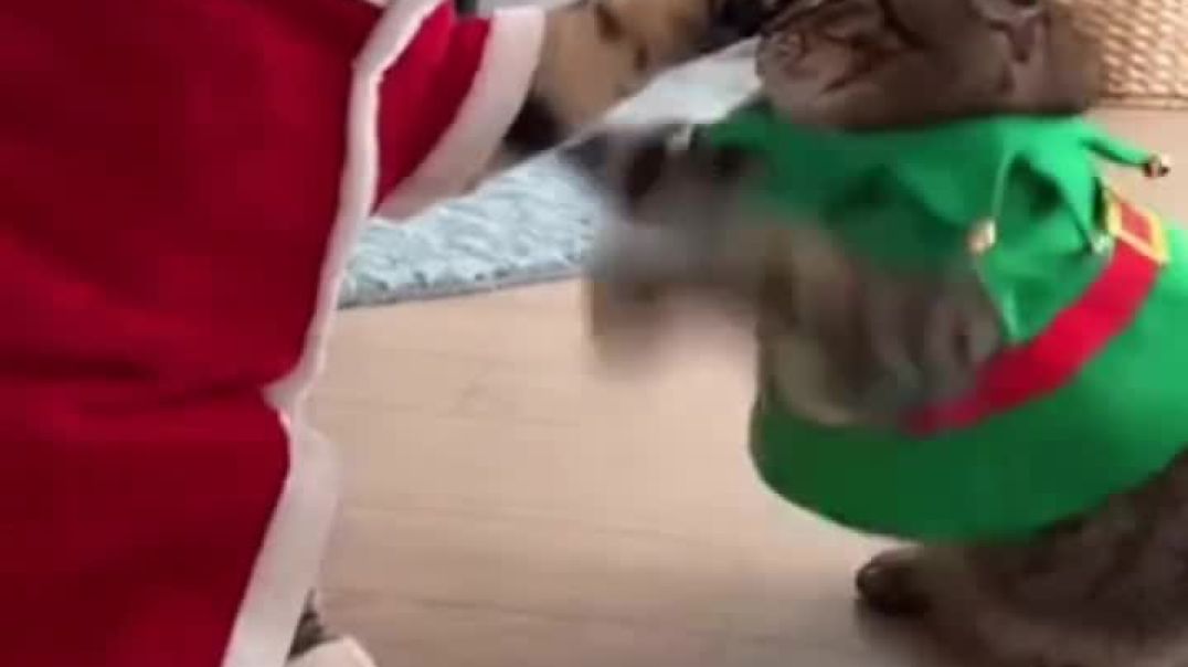 ⁣Funny Christmas 🎄🎁