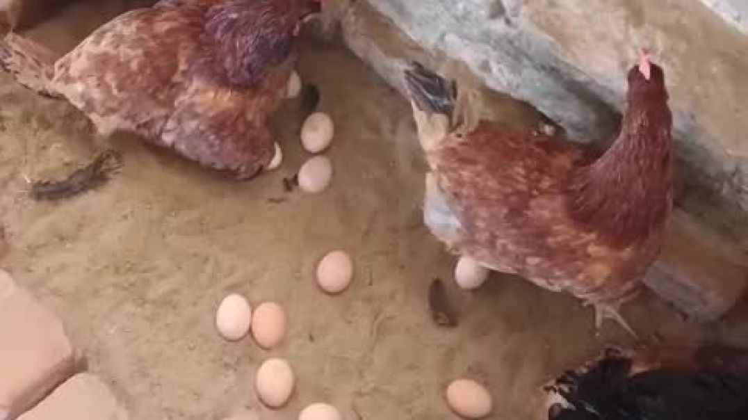 ⁣VID-20251205-WA0002