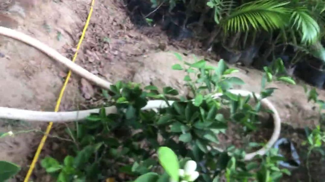 ⁣सजावटी पौधा घर पर लगाने चाहिए#gardaning #nature #gardning #fruit #garden