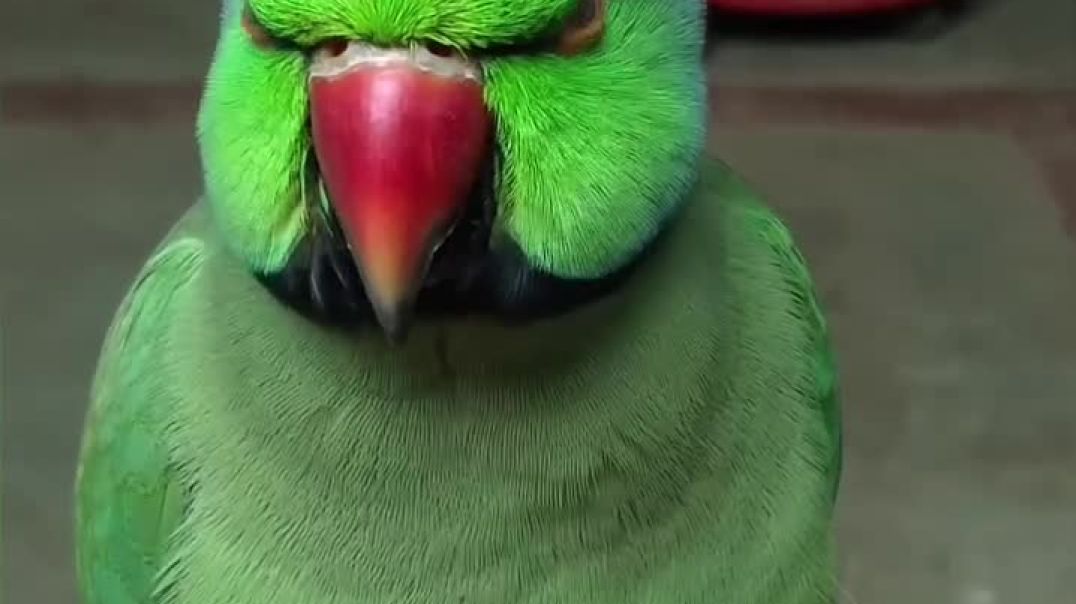 ⁣Mummy ek glass pani  😂🦜