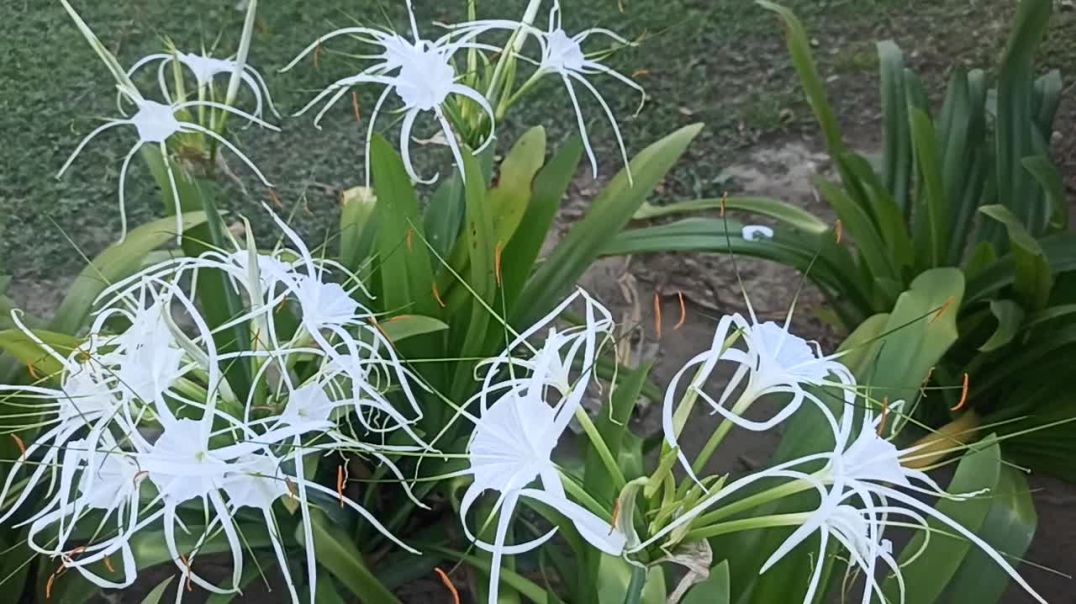 ⁣Flower plants #garden #gardning
