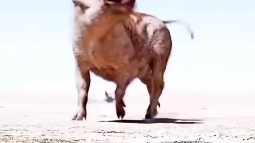 Xtreme 125r new short 2025 🔥#xtreme125r