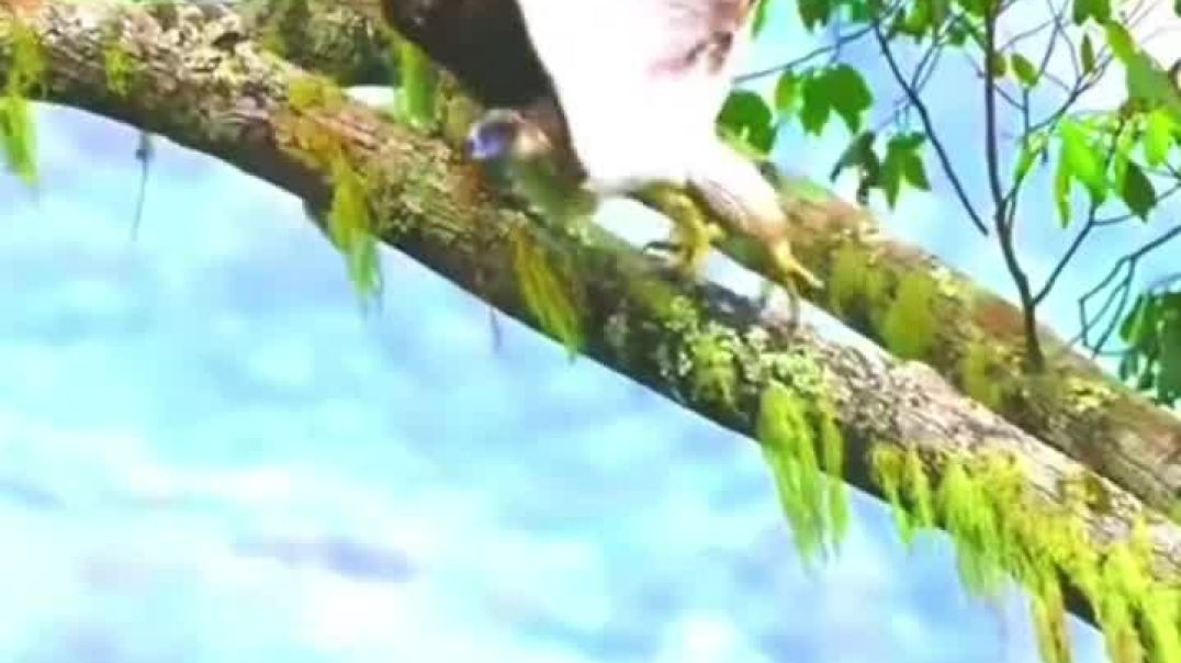 ⁣VID_20251209_221109_092 Odia new comedy cartoon